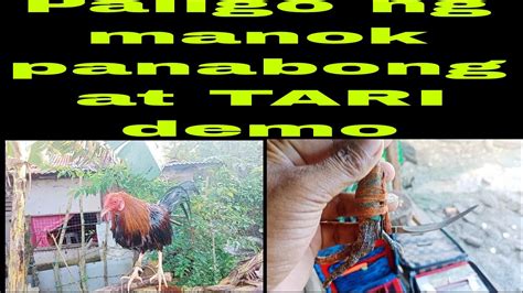 tari ng manok panabong|tutorial sa tamang sukat Ng Tari sa paa Ng manok panabong...
